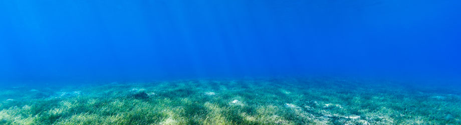 Blue carbon in seagrass
