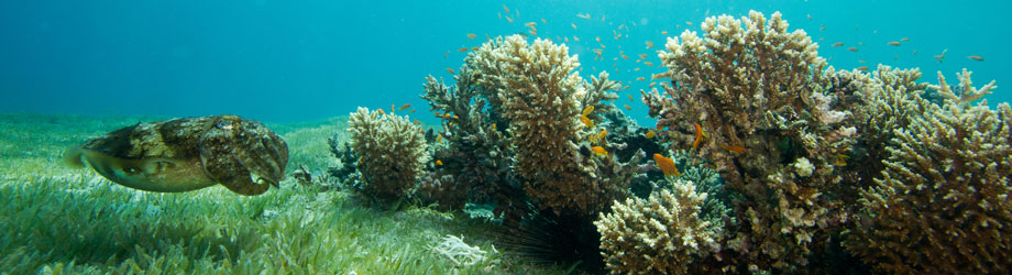 Coral reef and seagrass with cuttlefish